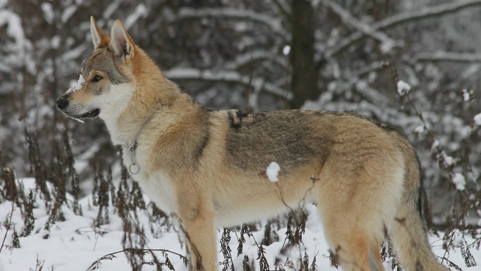 The Czechoslovakian Wolfdog | Photo: Michaela van Erne, Chovatelská stanice československých vlčáků The Czechoslovakian Wolfdog | Photo: Michaela van Erne, Chovatelská stanice československých vlčáků