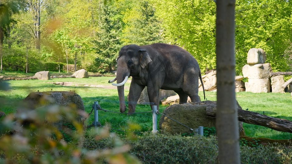 The Indian elephant  | Photo: Barbora Navrátilová,  Radio Prague International