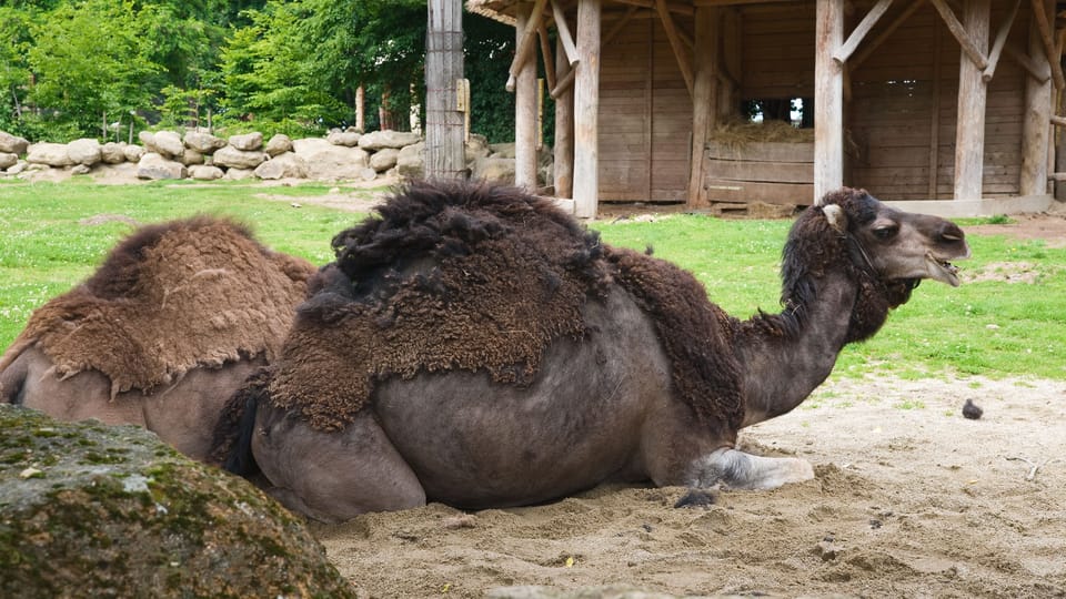 Arabian camel | Photo: Barbora Navrátilová,  Radio Prague International