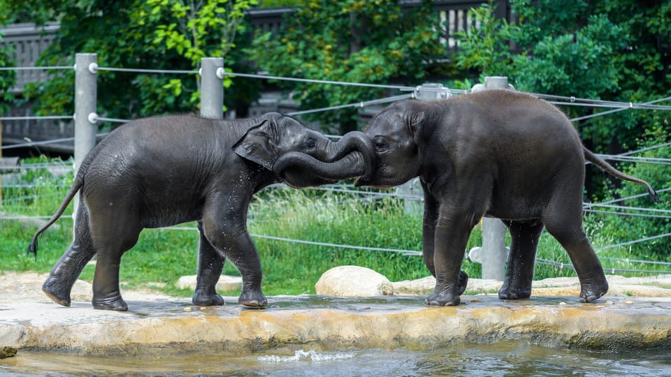 Rudi  (left) and Max | Photo: ZOO Praha