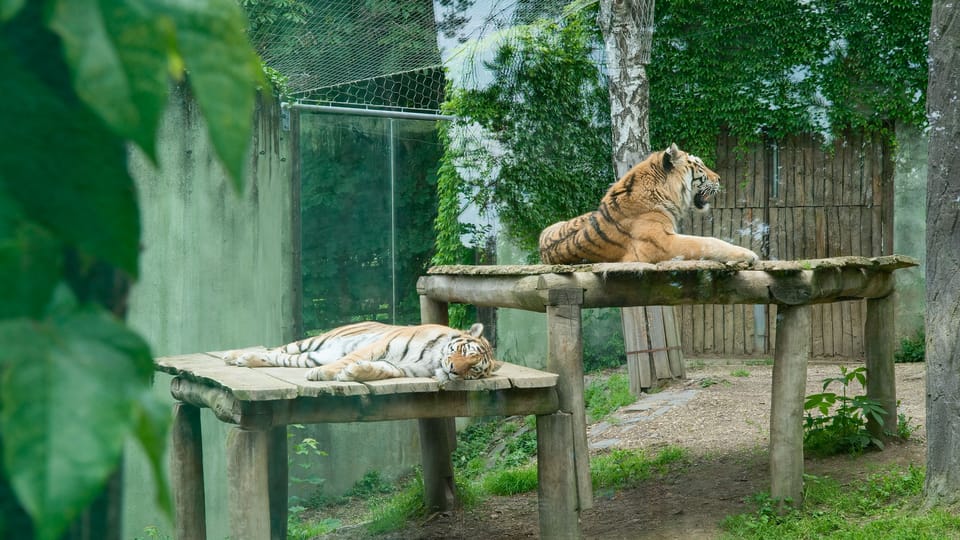 The Siberian Tiger | Photo: Barbora Navrátilová,  Radio Prague International