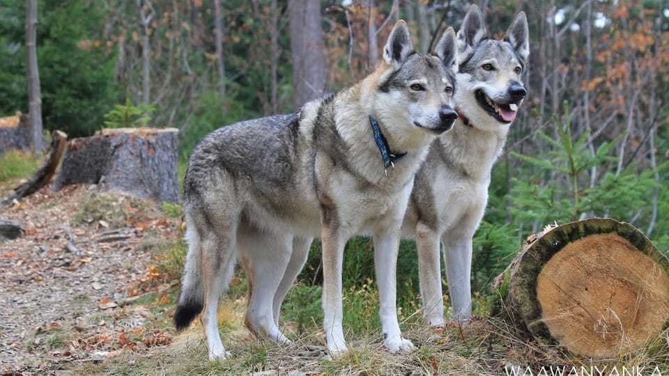 The Czechoslovakian Wolfdog | Photo: Michaela van Erne, Chovatelská stanice československých vlčáků The Czechoslovakian Wolfdog | Photo: Michaela van Erne, Chovatelská stanice československých vlčáků