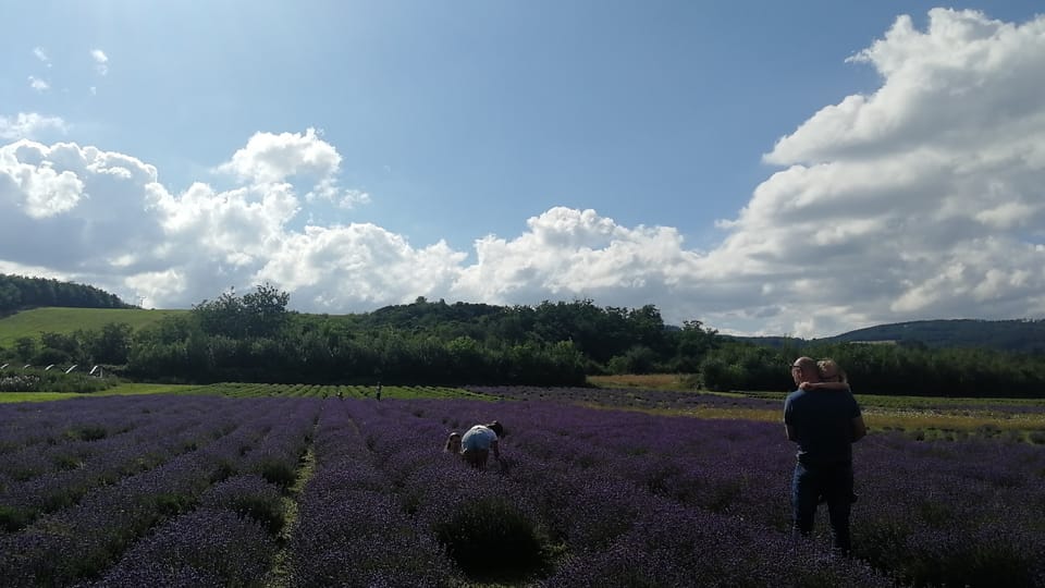 People in the lavender field | Photo: Martina Kroa,  Radio Prague International