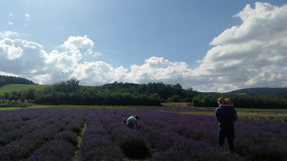People in the lavender field | Photo: Martina Kroa, Radio Prague International People in the lavender field | Photo: Martina Kroa, Radio Prague International