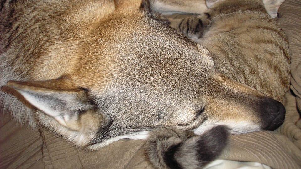 The Czechoslovakian Wolfdog | Photo: Michaela van Erne, Chovatelská stanice československých vlčáků The Czechoslovakian Wolfdog | Photo: Michaela van Erne, Chovatelská stanice československých vlčáků