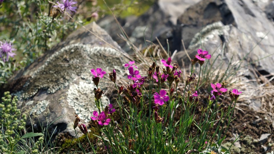 Carnations on Podmoráňská site | Photo: Miloš Turek, Radio Prague International Carnations on Podmoráňská site | Photo: Miloš Turek, Radio Prague International