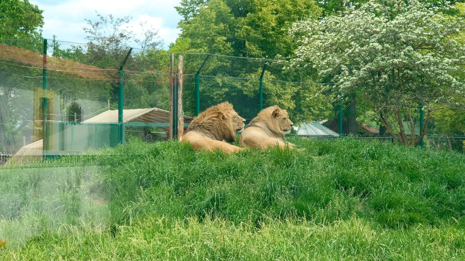 The Barbary lion | Photo: Barbora Navrátilová,  Radio Prague International