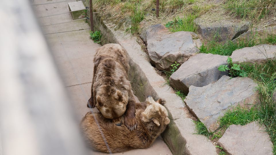 Bears in Plzeň ZOO | Photo: Barbora Navrátilová,  Radio Prague International