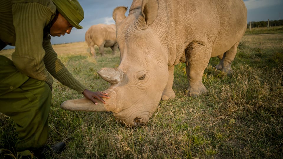 Northern white rhino keeper,  James Mwenda,  checks on Najin,  one of the last two northern white rhino on the planet,  photo: Ami Vitale