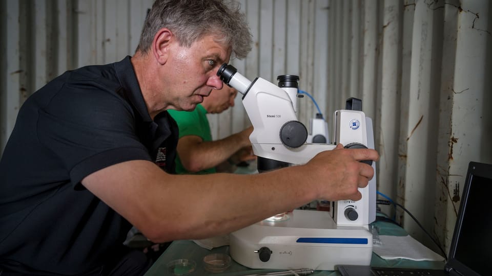 Prof. Dr. Thomas Hildebrandt of the Leibniz-IZW is searching for the oocytes,  photo: Ami Vitale