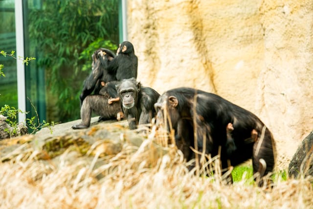 Photo: Monika Vlčková,  Zoo Ostrava