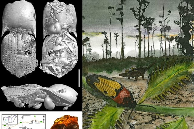 Ajkaelater merkli | Photo: Szabó,  Kundrata et al.,  Scientific Reports