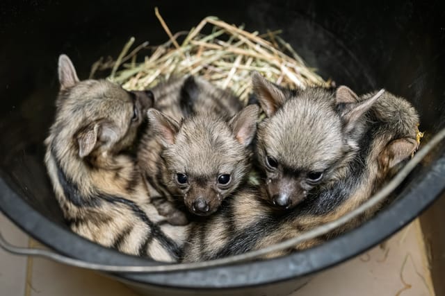 Young aardwolf quadruplets | Photo: Helena Hubáčková,  Safari Park Dvůr Králové