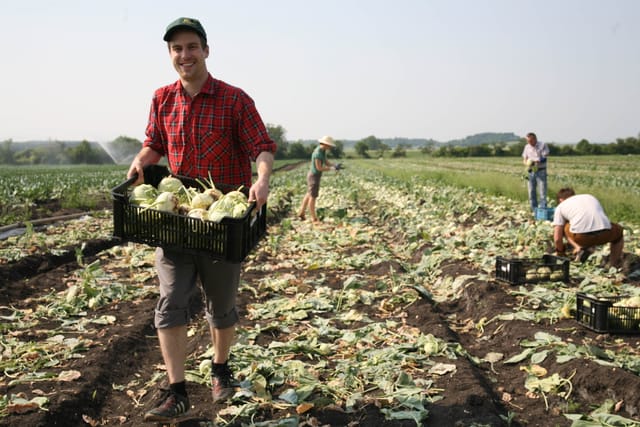 Gleaning,  photo: archive of Zachraň jídlo