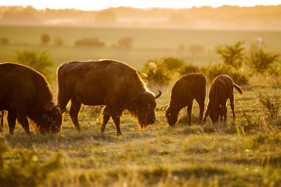 Bison in the Milovice Reserve | Photo: Michal Köpping, Společnost Česká krajina Bison in the Milovice Reserve | Photo: Michal Köpping, Společnost Česká krajina