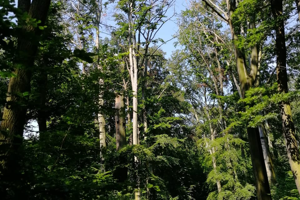 Hvězda park, photo: Štěpánka Budková Hvězda park, photo: Štěpánka Budková