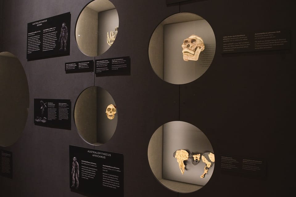 Australopithecus exhibition | Photo: Barbora Navrátilová,  Radio Prague International