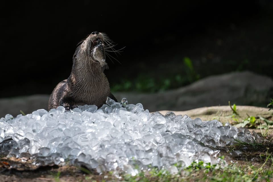 Photo: René Volfík,  iROZHLAS.cz