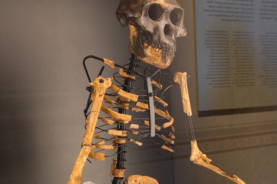 Model created based on the discovered skeletal remains of Lucy | Photo: Barbora Navrátilová, Radio Prague International Model created based on the discovered skeletal remains of Lucy | Photo: Barbora Navrátilová, Radio Prague International