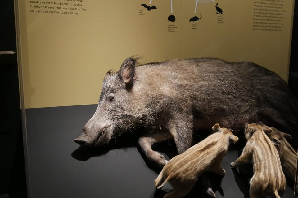 'The Miracles of Evolution' | Photo: Zoé Samin, Radio Prague International 'The Miracles of Evolution' | Photo: Zoé Samin, Radio Prague International
