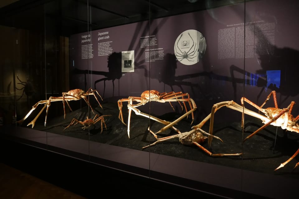 'The Miracles of Evolution' | Photo: Zoé Samin, Radio Prague International 'The Miracles of Evolution' | Photo: Zoé Samin, Radio Prague International