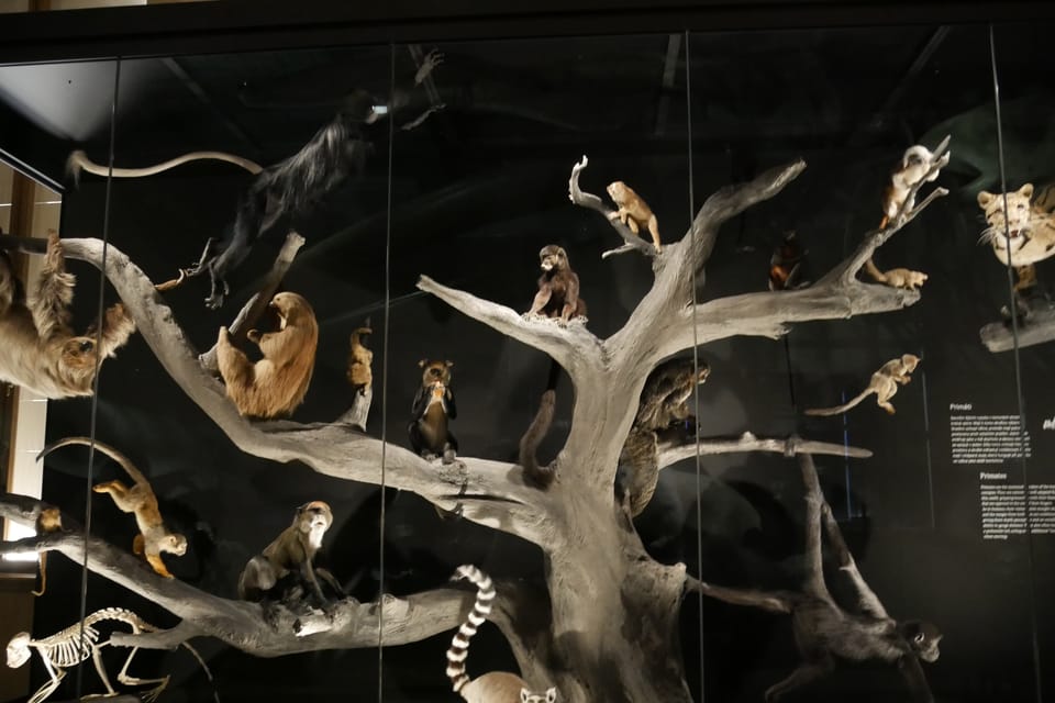 'The Miracles of Evolution' | Photo: Zoé Samin, Radio Prague International 'The Miracles of Evolution' | Photo: Zoé Samin, Radio Prague International
