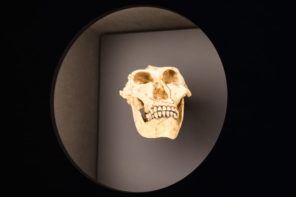 Australopithecus robustus | Photo: Barbora Navrátilová,  Radio Prague International
