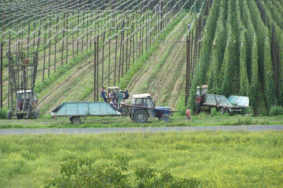 Žatec hop harvest | Photo: David Hertl, Czech Radio Žatec hop harvest | Photo: David Hertl, Czech Radio