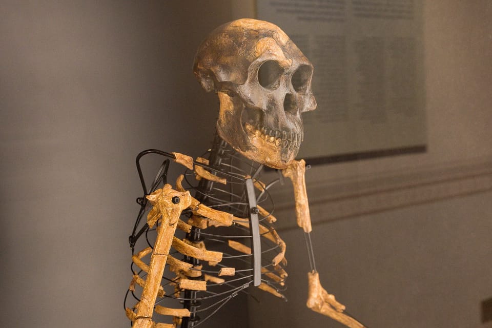 Model created based on the discovered skeletal remains of Lucy | Photo: Barbora Navrátilová, Radio Prague International Model created based on the discovered skeletal remains of Lucy | Photo: Barbora Navrátilová, Radio Prague International