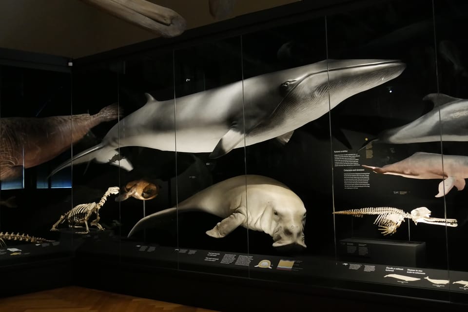 'The Miracles of Evolution' | Photo: Zoé Samin, Radio Prague International 'The Miracles of Evolution' | Photo: Zoé Samin, Radio Prague International