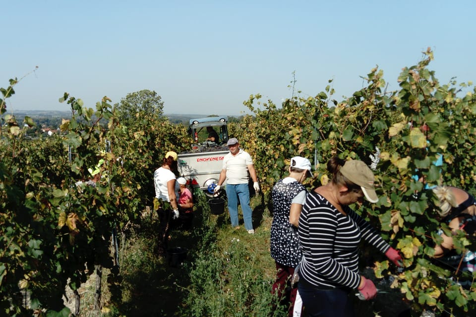 Vineyards around Mělník | Photo: Alexis Rosenzweig,  Radio Prague International