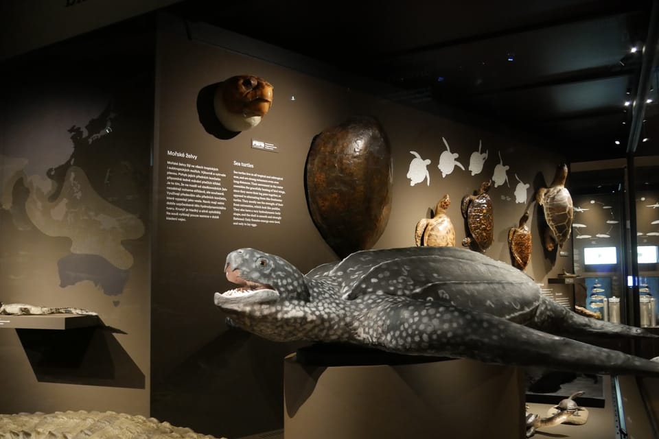 'The Miracles of Evolution' | Photo: Zoé Samin, Radio Prague International 'The Miracles of Evolution' | Photo: Zoé Samin, Radio Prague International