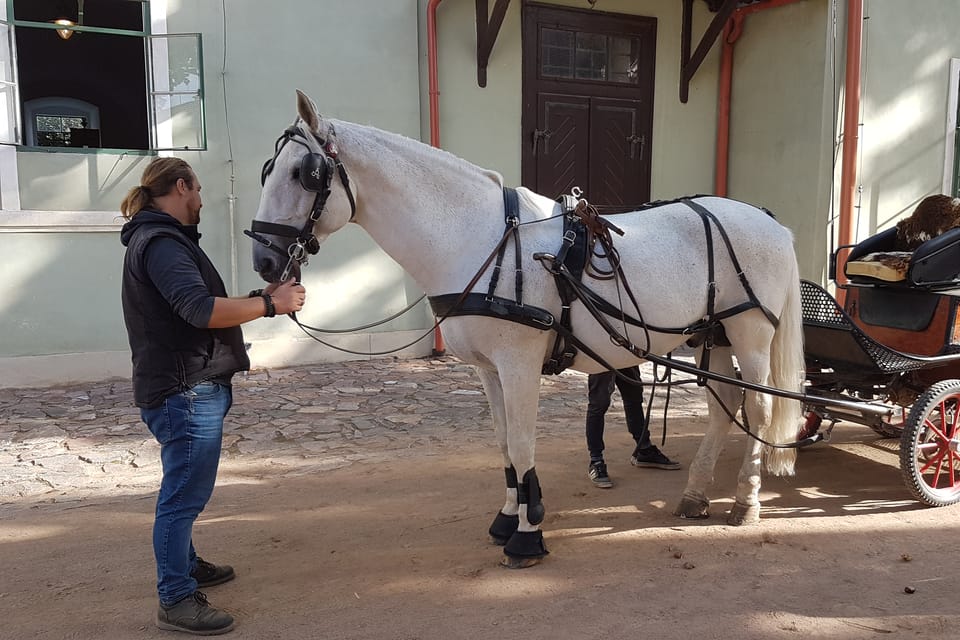 National stud farm Kladruby nad Labem | Photo: Zdeňka Kuchyňová, Radio Prague International National stud farm Kladruby nad Labem | Photo: Zdeňka Kuchyňová, Radio Prague International