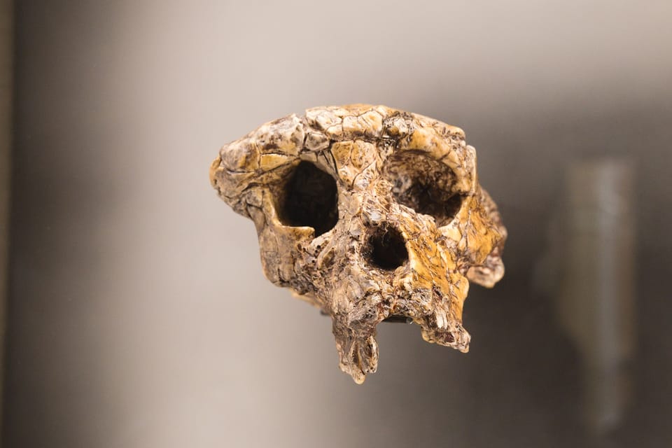 Sahelanthropus tchadensis | Photo: Barbora Navrátilová,  Radio Prague International