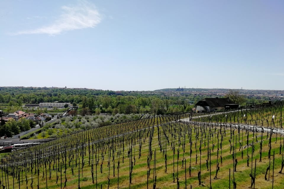 Vineyard at Troja Botanical Garden | Photo: Štěpánka Budková, Radio Prague International Vineyard at Troja Botanical Garden | Photo: Štěpánka Budková, Radio Prague International