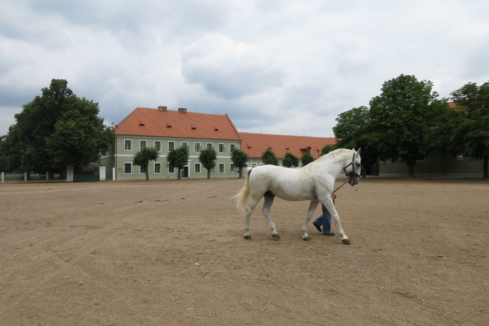Courtyard of the Kladruby nad Labem National Stud | Photo: Tereza Brázdová, Czech Radio Courtyard of the Kladruby nad Labem National Stud | Photo: Tereza Brázdová, Czech Radio