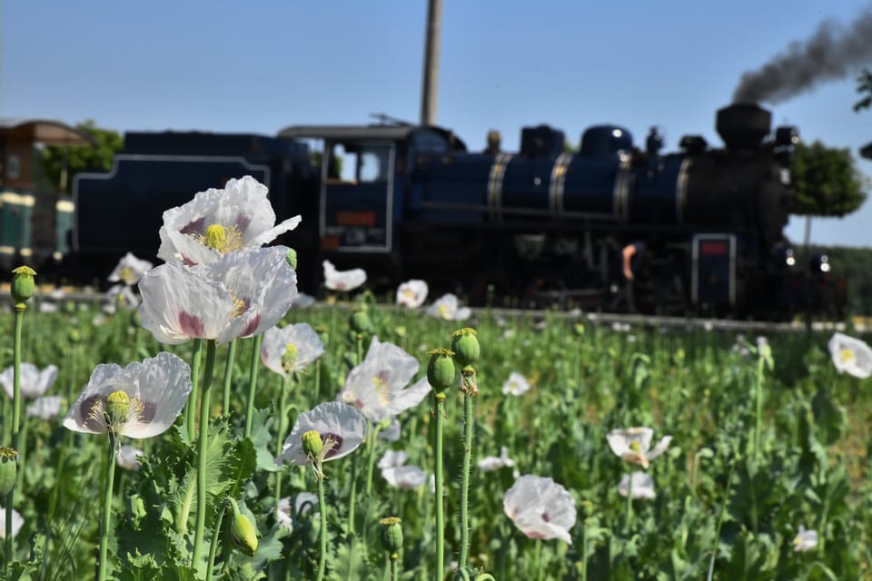 Summer on the Osoblažka line is in full swing | Photo: Břetislav Tureček,  Radio Prague International