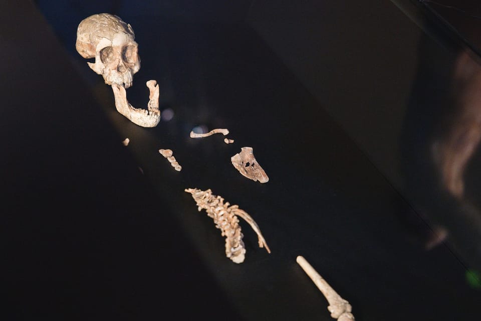 Selam fossil | Photo: Barbora Navrátilová,  Radio Prague International
