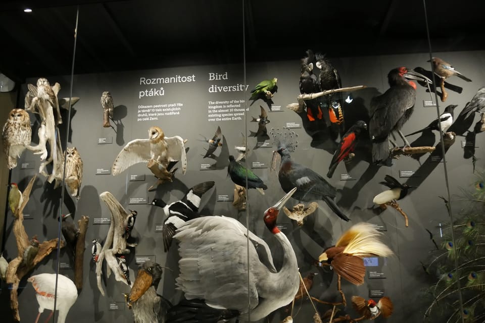 'The Miracles of Evolution' | Photo: Zoé Samin, Radio Prague International 'The Miracles of Evolution' | Photo: Zoé Samin, Radio Prague International