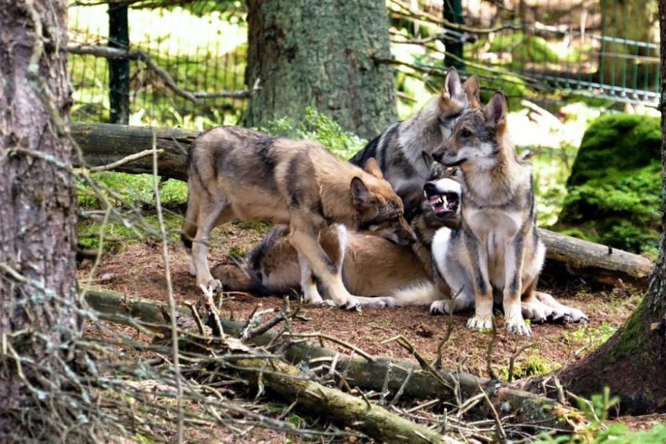The Šumava National Park has an observation site for wolves | Photo: Jiří Čondl, , Czech Radio The Šumava National Park has an observation site for wolves | Photo: Jiří Čondl, , Czech Radio