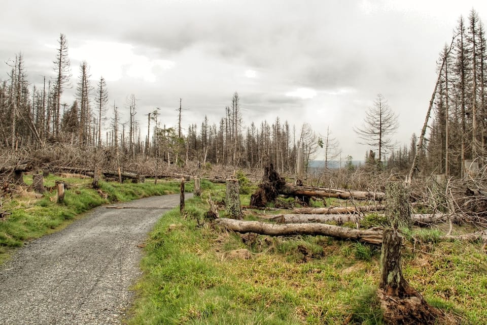 Damaged forest at Na Ztraceném near Modrava in Šumava | Photo: Jan Rosenauer, Czech Radio Damaged forest at Na Ztraceném near Modrava in Šumava | Photo: Jan Rosenauer, Czech Radio