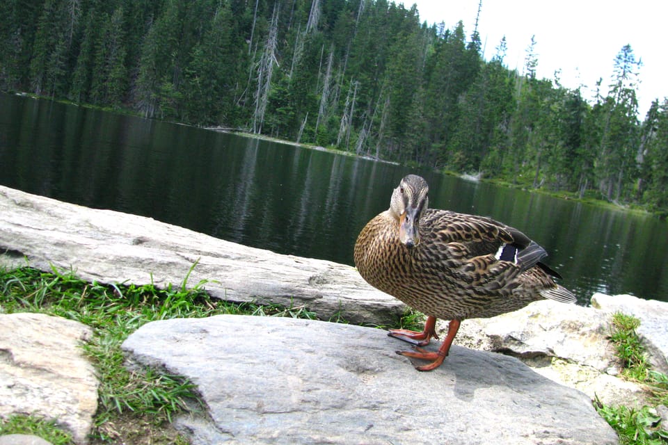 Prášilské jezero | Photo: Barbora Němcová,  Radio Prague International