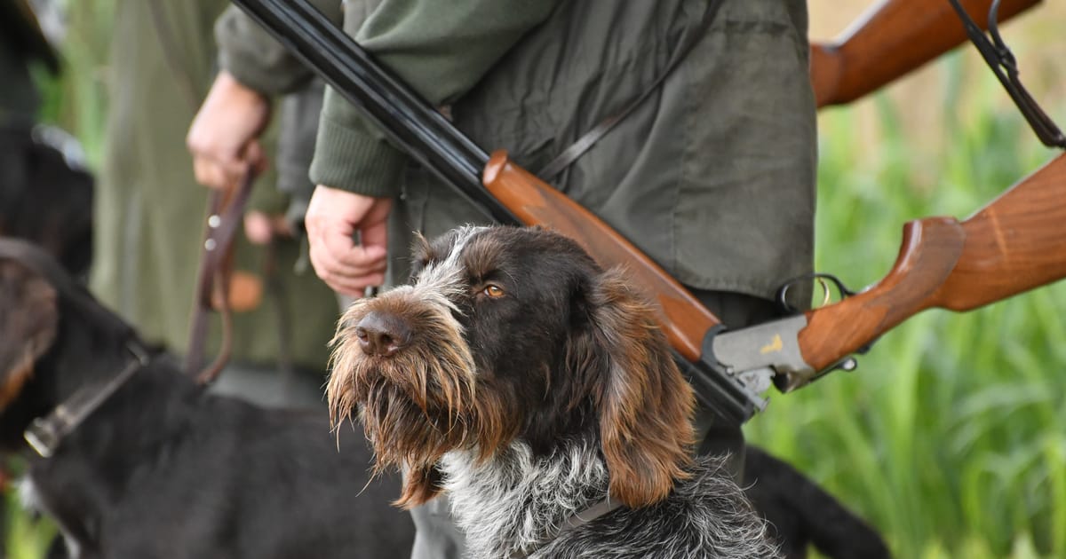 Czech 2025 wirehaired pointer