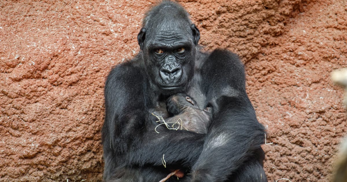 Second baby gorilla born at Prague Zoo in 2024 already on view