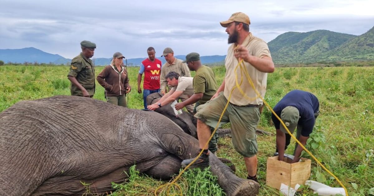 Čeští zoologové pracují na záchraně tanzanské sloní populace