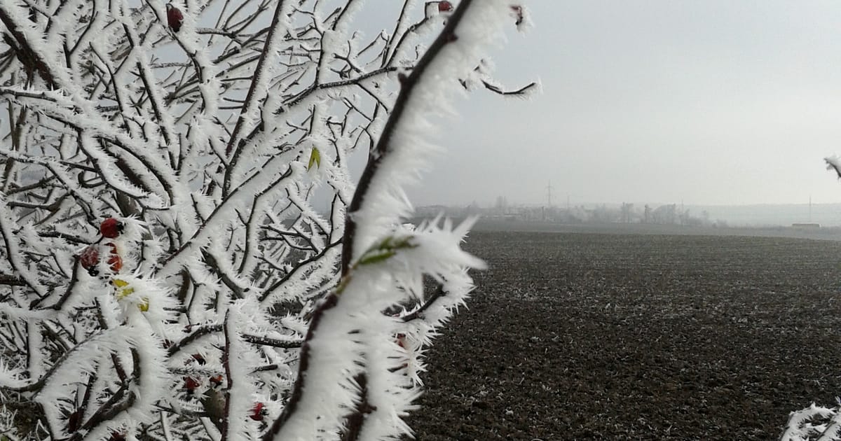 Jak teploty pod bodem mrazu ovlivní plodiny rostoucí v Česku?