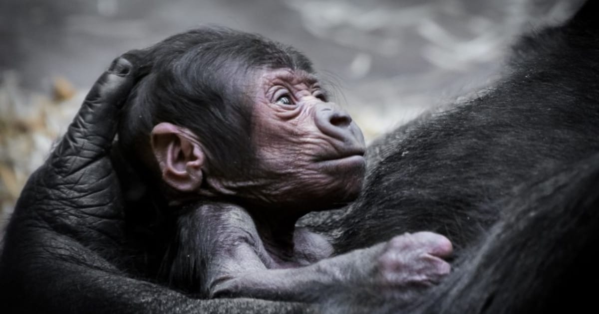 Baby gorilla makes surprise appearance at Prague Zoo | Radio Prague ...