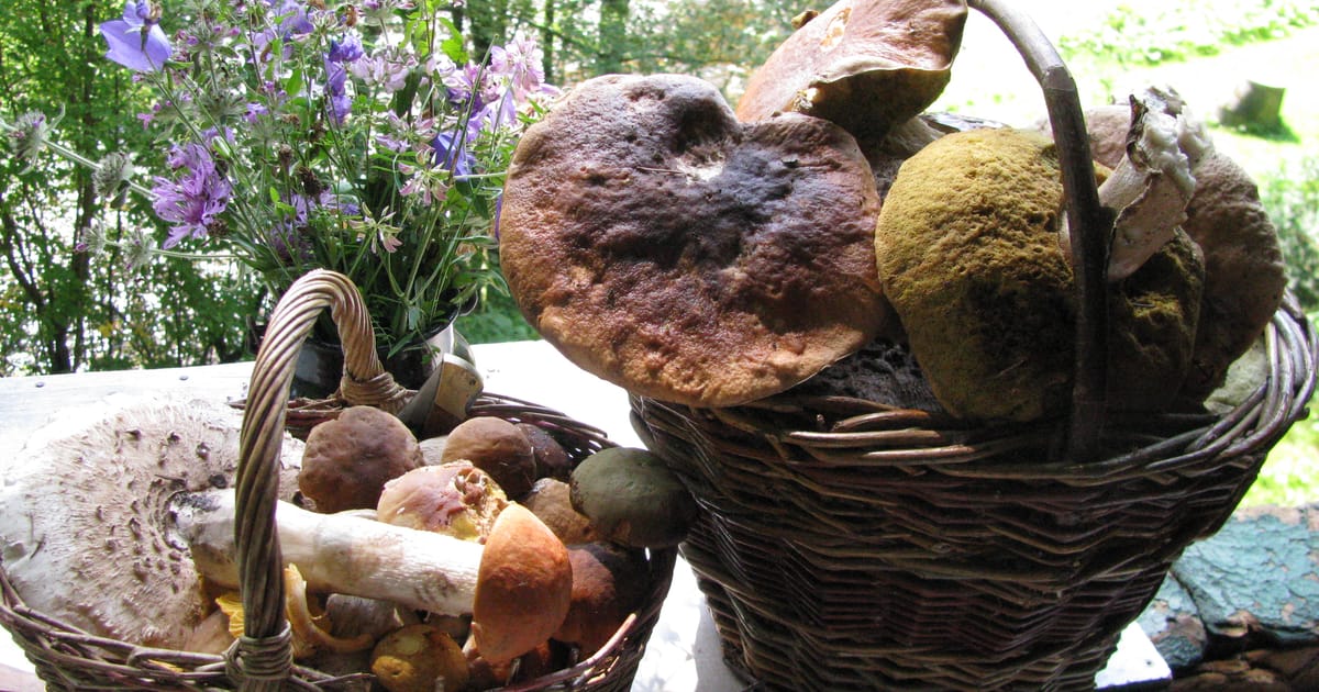 ﻿Czech mushroom pickers have special map predicting mushroom growth in ...