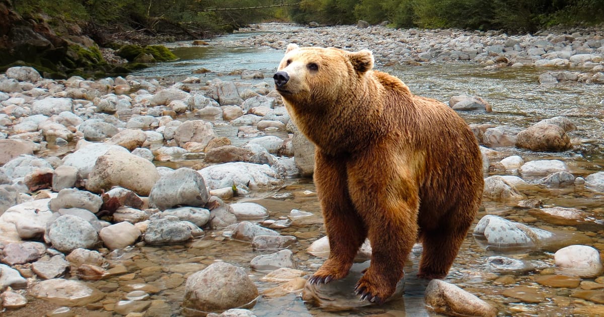 Does the Czech Republic have bears?