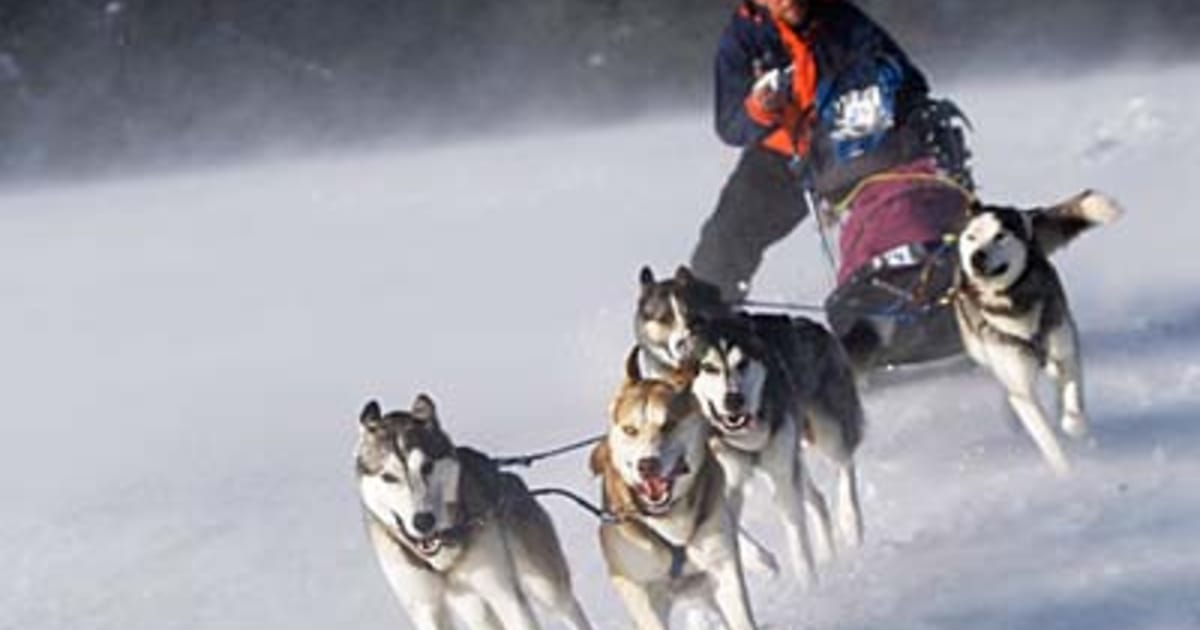 Czech 'musher' wins 300-km dogsled race through snowy mountains